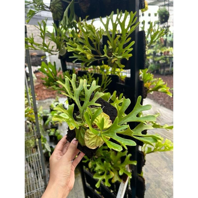 Platycerium Ridleyi Live Staghorn Fern Rare