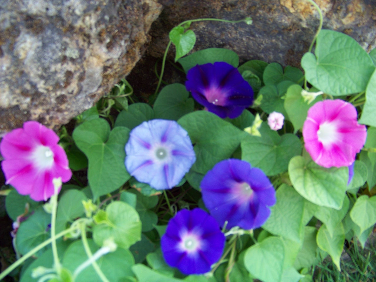 Morning Glory Mix Red/Blue Flowers 75 Seeds