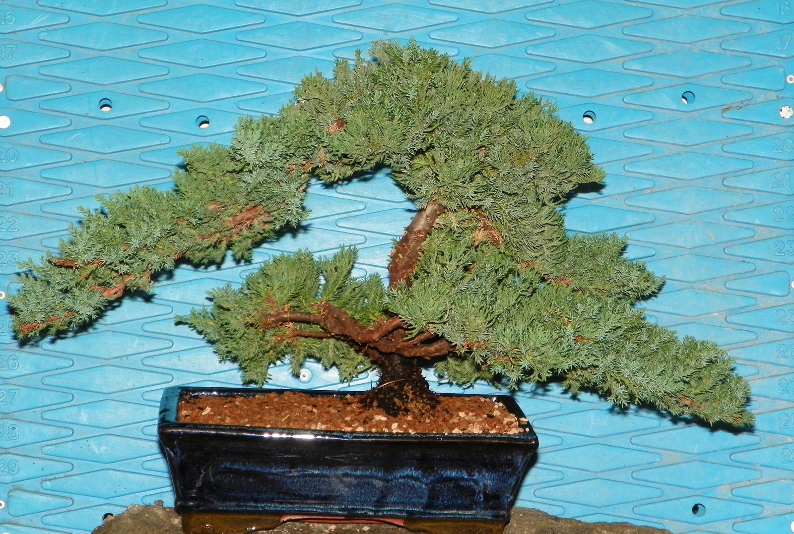 Dwarf Juniper Bonsai Tree, EX Large
