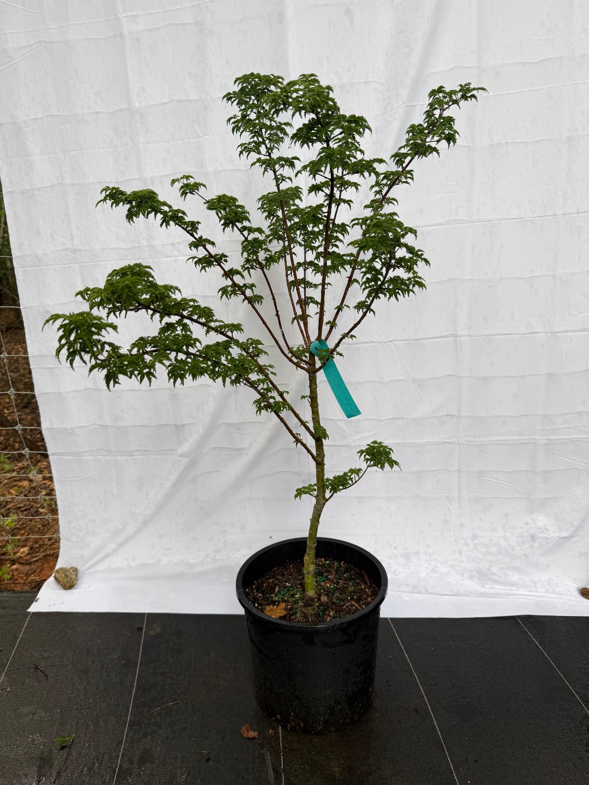 Acer Palmatum 'Shishigashira' Lions Head Japanese Maple #5 G...