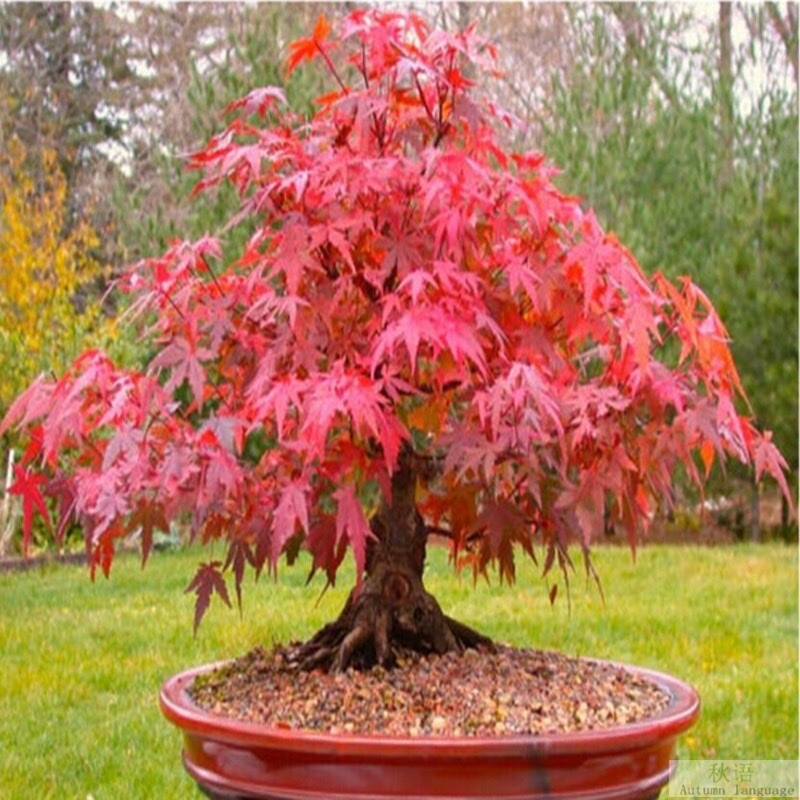 Red Japanese Maple Acer Palmatum Atropurpureum 20 Tree Seeds...