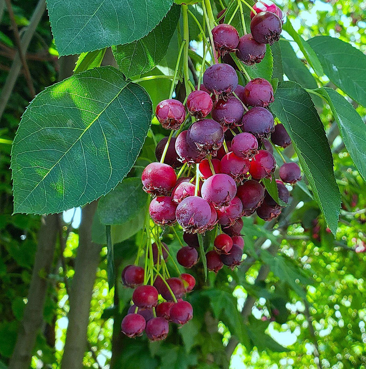 Serviceberry Tree, 1-2 Year Potted Plant