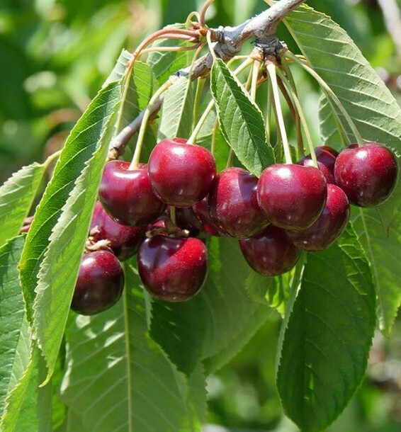 Bing Cherry Tree Seeds - 10 Organic Non-GMO Seeds