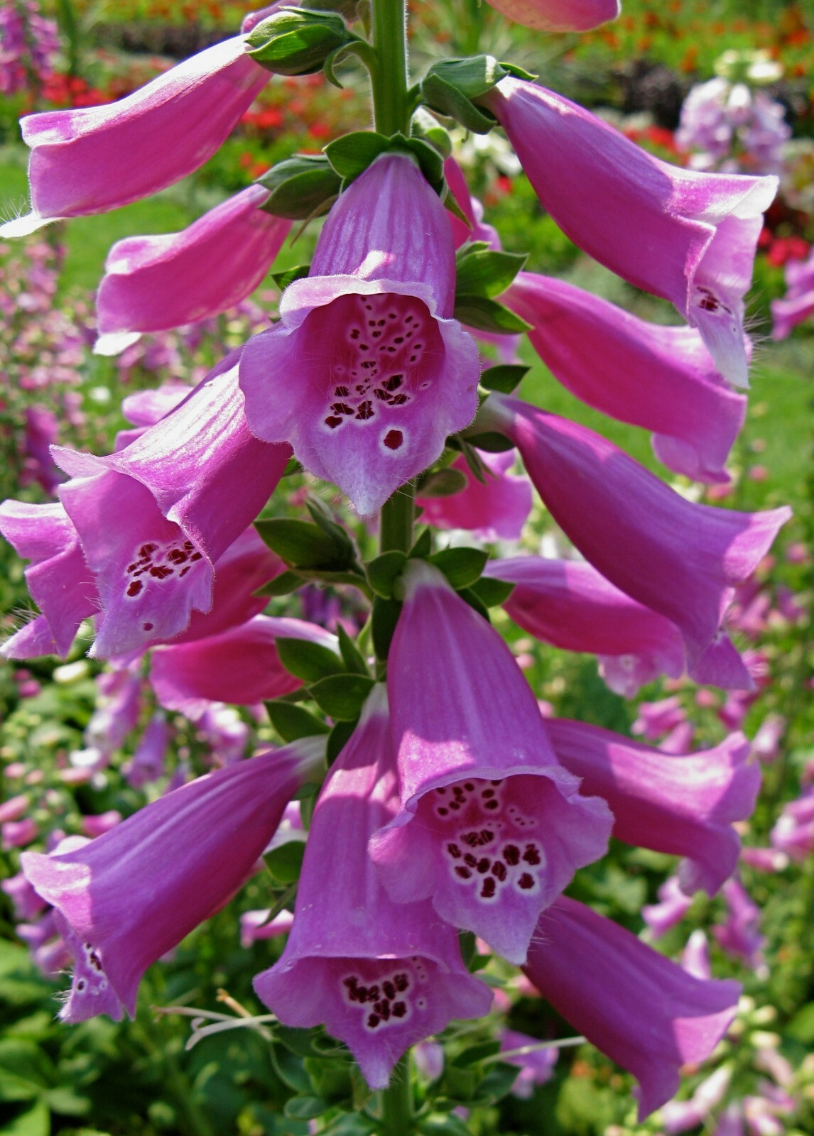 1000 Foxglove Seeds - Heirloom Non-Gmo Digitalis Purpurea He...