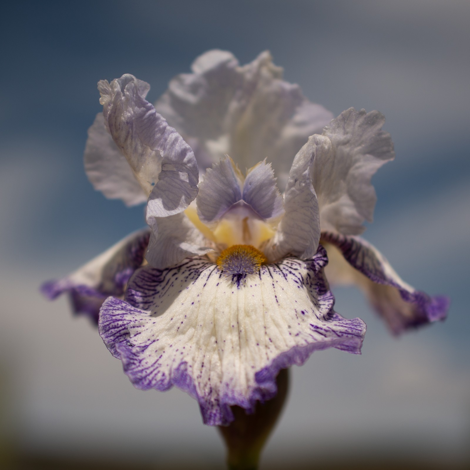 Spinning Wheel Tall Bearded Iris