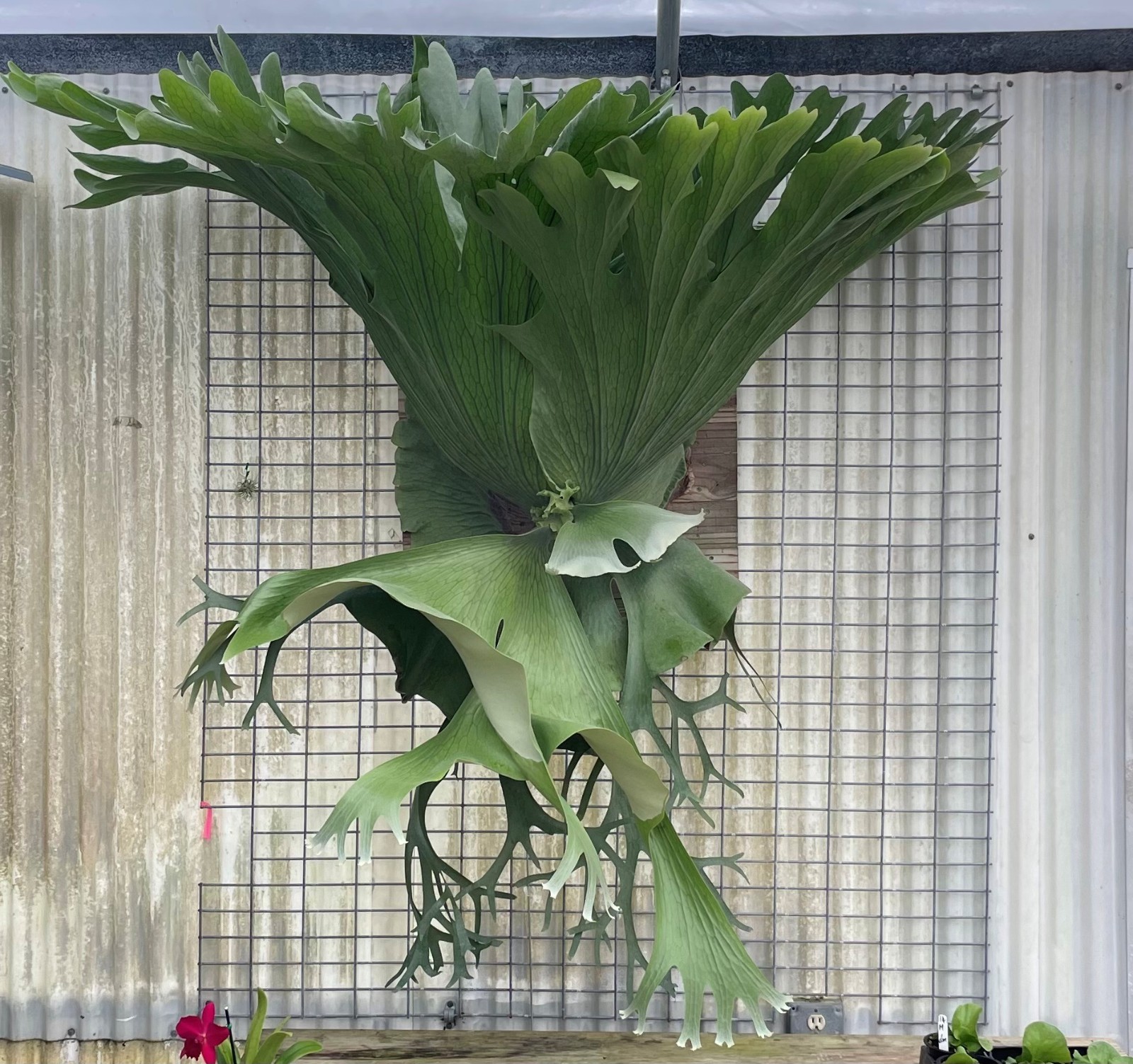 Staghorn Fern