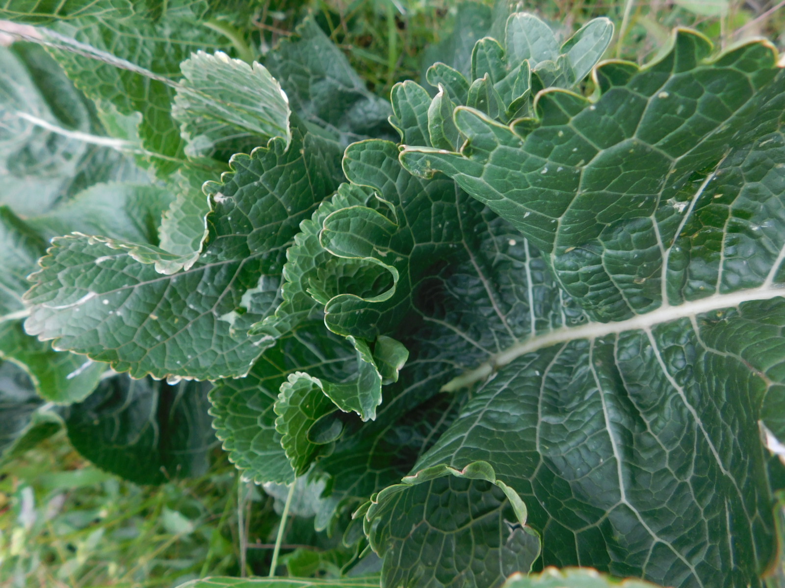 Organic Horseradish Root & Crowns - Grow Year-Round