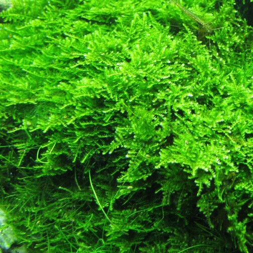 Christmas Moss Aquatic Plants for Tropical Fish Tanks