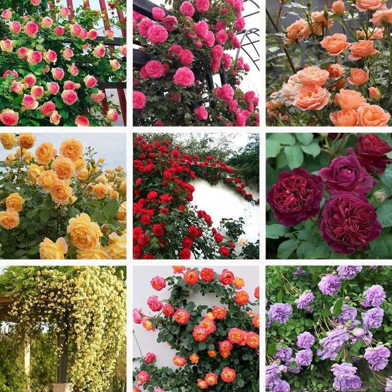 Rare Mixed Climbing Rose Seeds Perennial Vine Flower — 100 P...