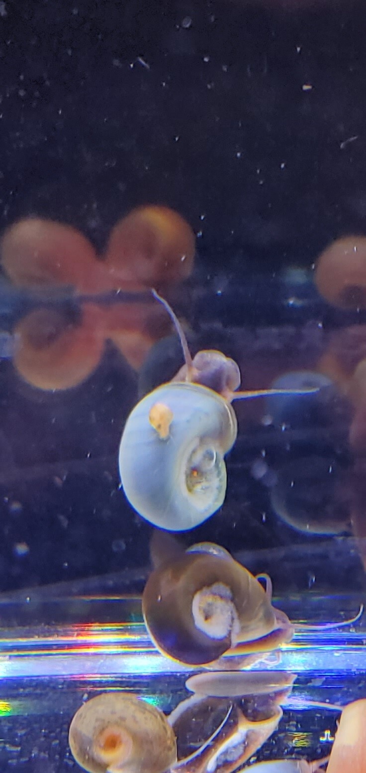 Blue Ramshorn Snails - Live Aquarium Algae Eater
