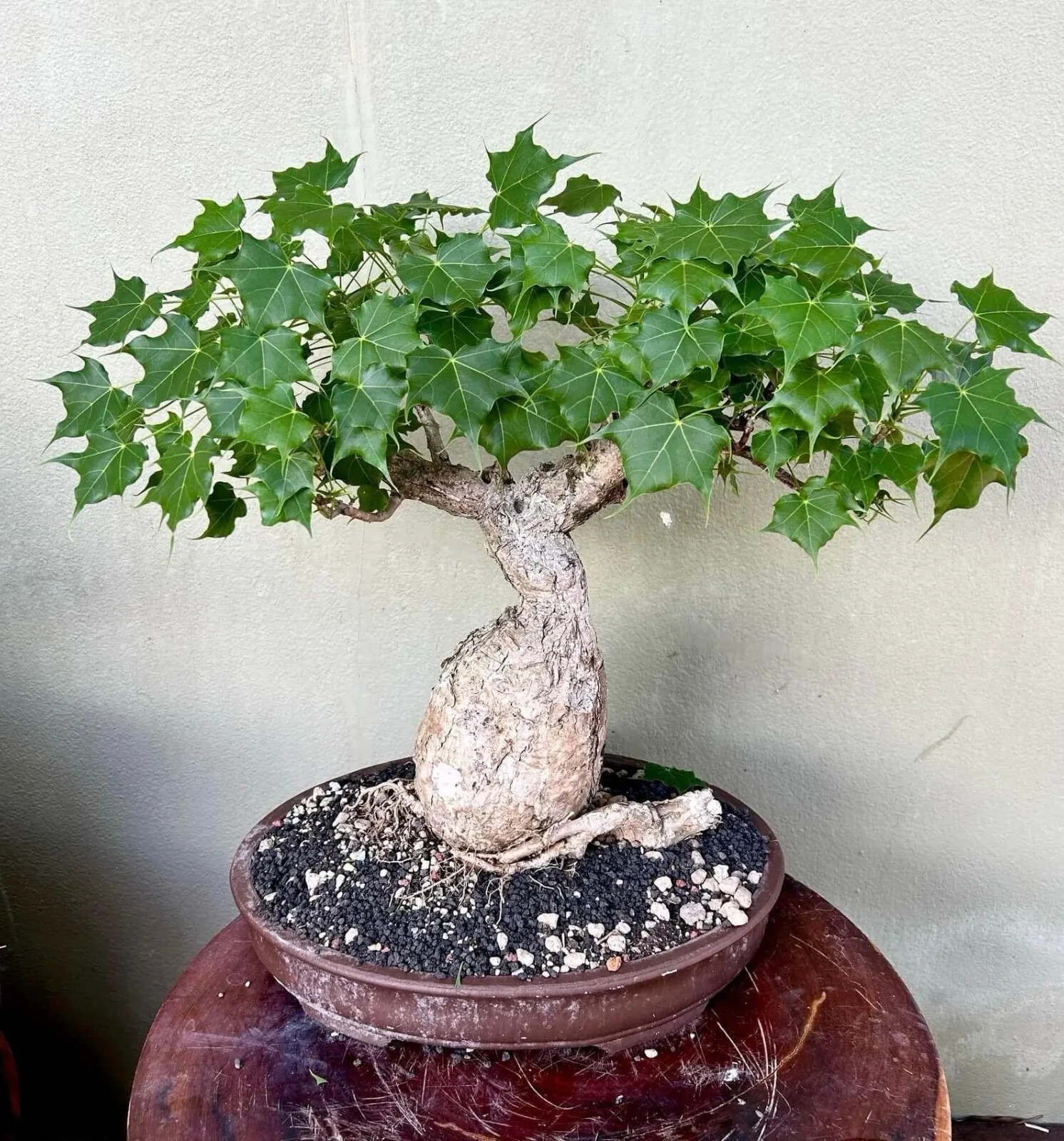 Rare Sterculia Colorata (Firmiana Colorata) Succulent Caudex...
