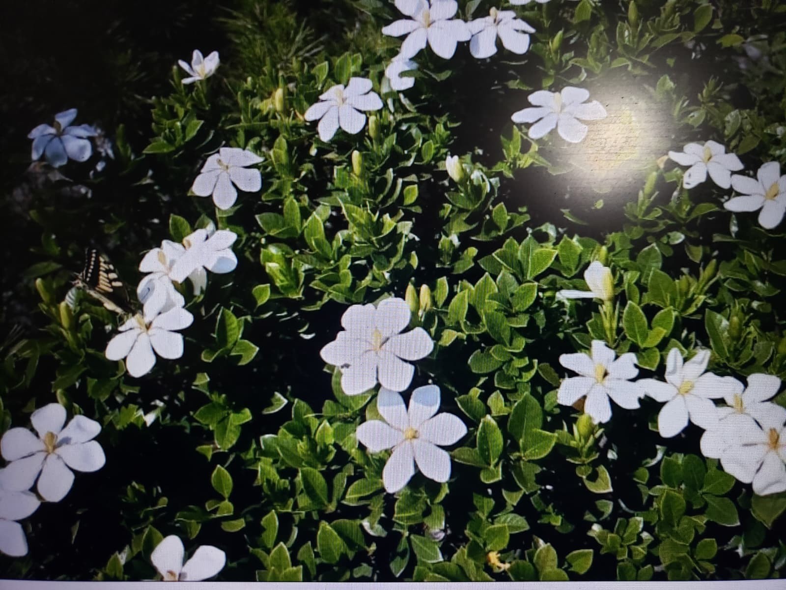 Cape Jasmine Gardenia Jasminoides - 10+ Seeds