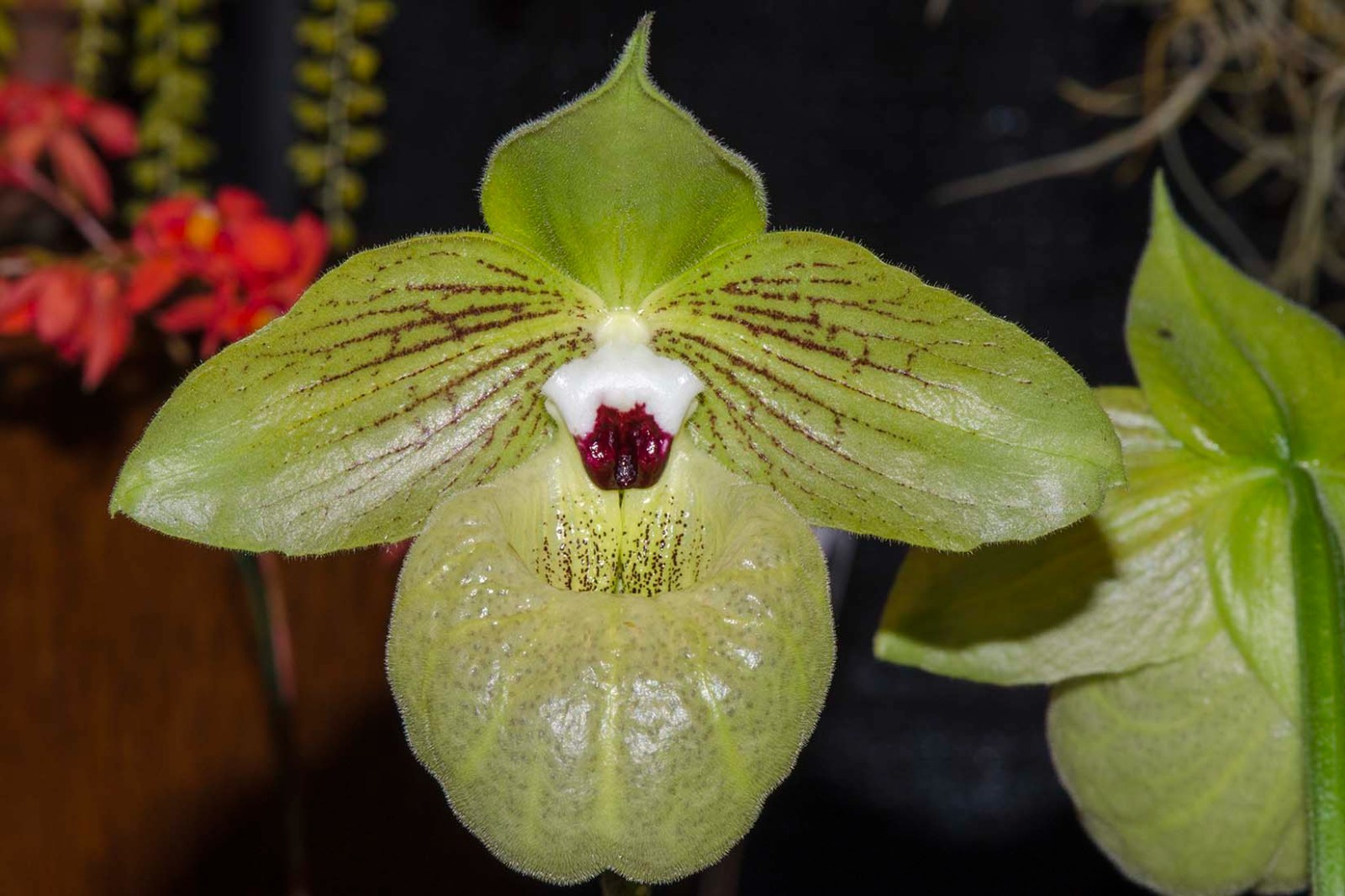 Paphiopedilum Malipoense #1