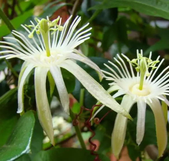 Passion Flower White Vanilla Cream Passion Fruit Edible Caps...