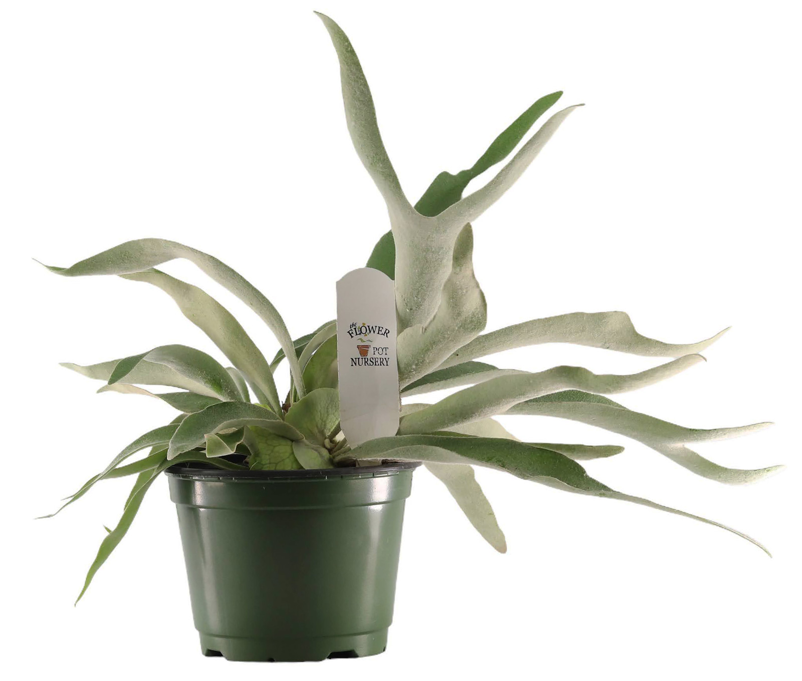 Staghorn Fern Platycerium Veitchii Lemoinei 6" Pot