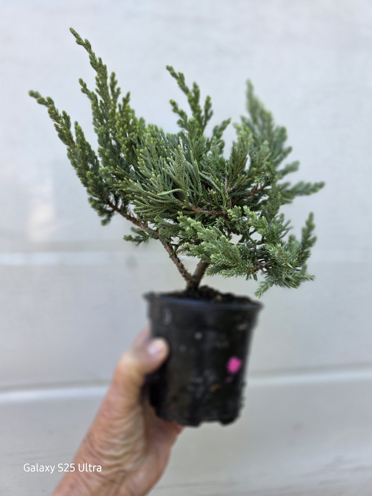 Juniper Parsonii Pre-Bonsai Tree Cold Hardy 4" Pot
