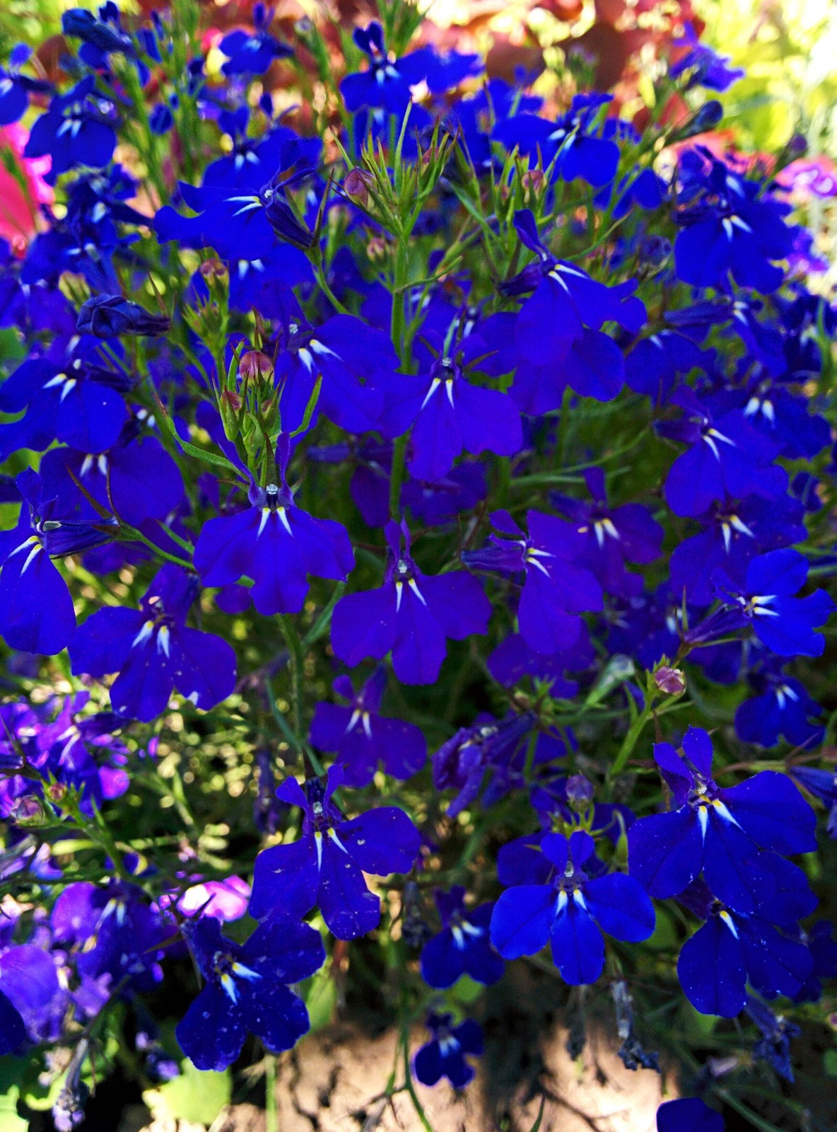 Lobelia 'Monsoon' Flower Seeds, 200 Count