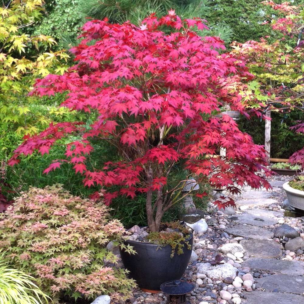 Red Japanese Maple Seeds - Acer Palmatum Atropurpureum - 25...