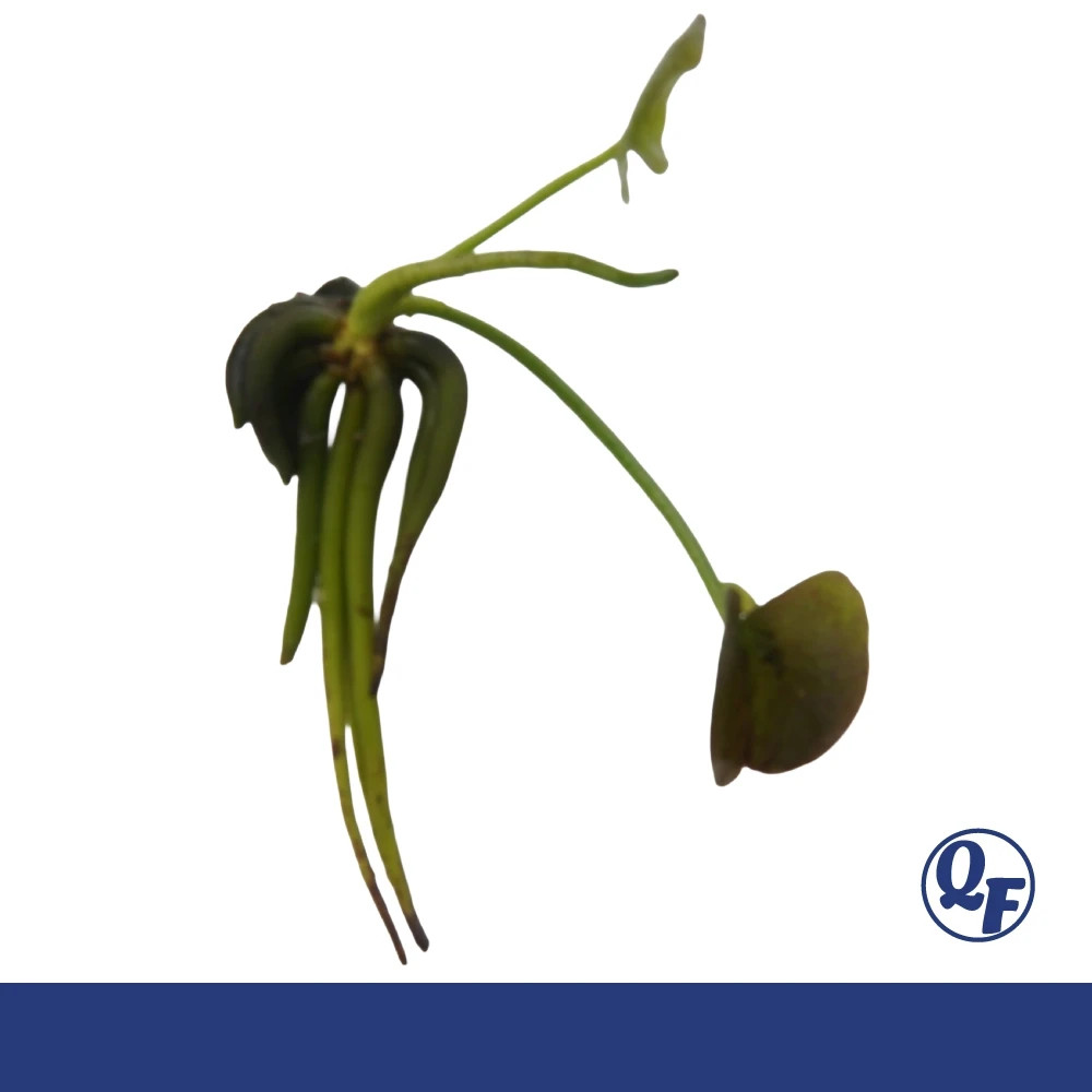 Aquatic Banana Plant