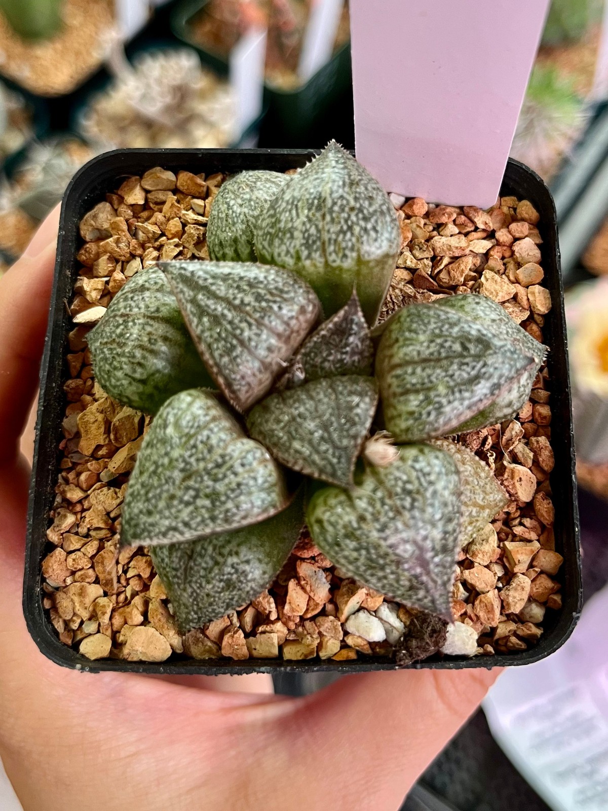 Haworthia Picta 2.75" Pot