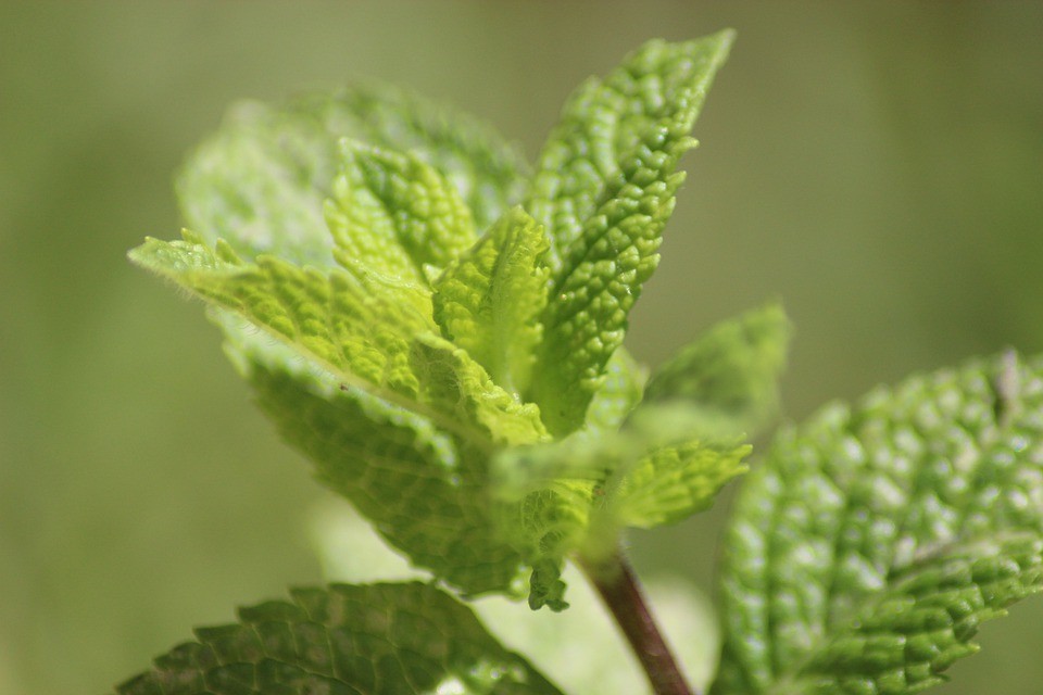 Live Mojito Mint Plant + Mentha Villosa - 3.5" Pot Perennial