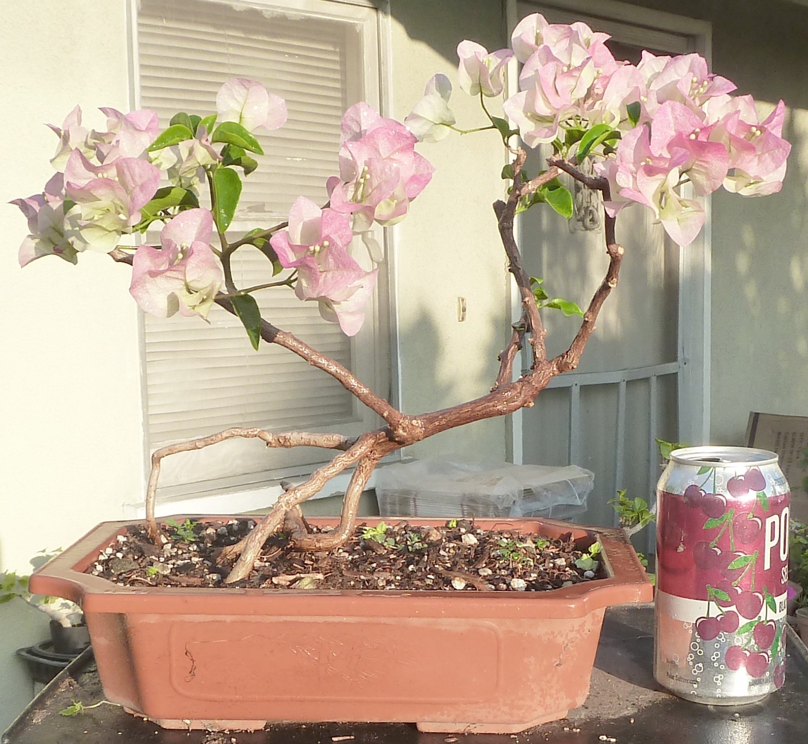 Bougainvillea Thai Delight Pre-Bonsai Dwarf Shohin Pink Pear...