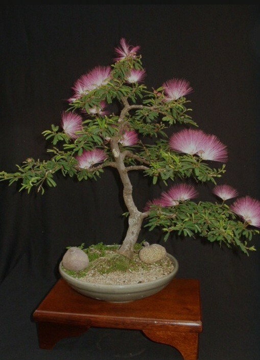Persian Silk Tree Bonsai Mimosa Pink Silk Blossoms 10 Rare S...