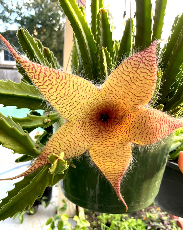 Stapelia Grandiflora Carrion Plant Cutting 6"-8"