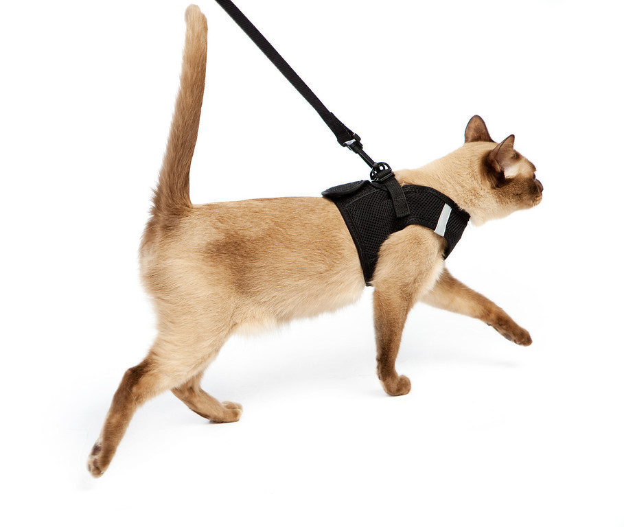 TSA Fast Pass Cat or Dog Leash & Vest Harness - Size Small
