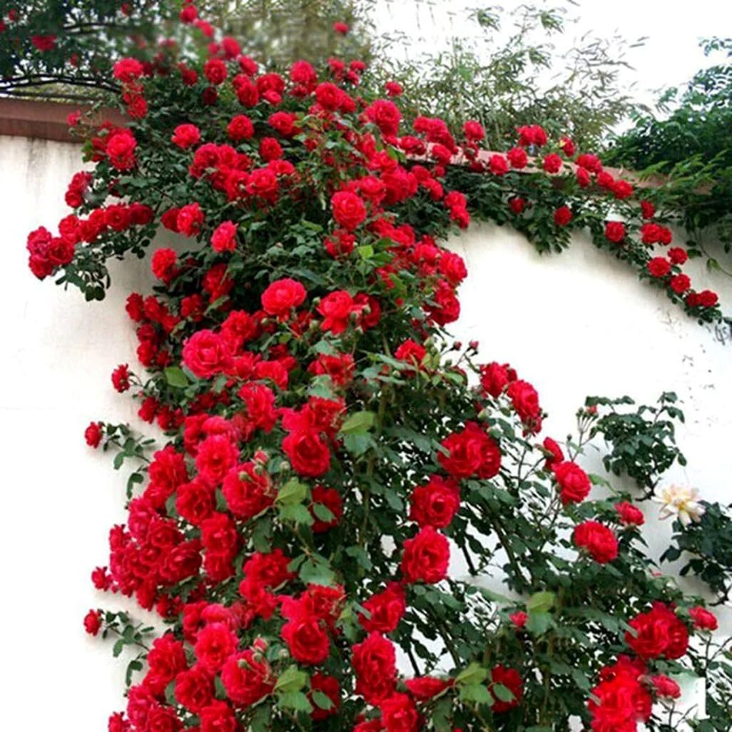 Red Climbing Rose Seeds — Perennial Fragrant Heirloom Flower...