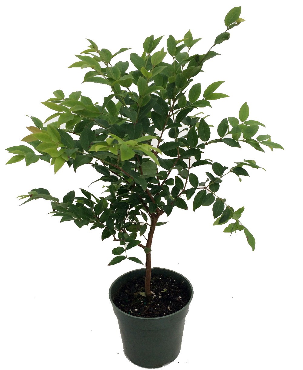 Jabuticaba Tree Pot - Outdoor Plant Container