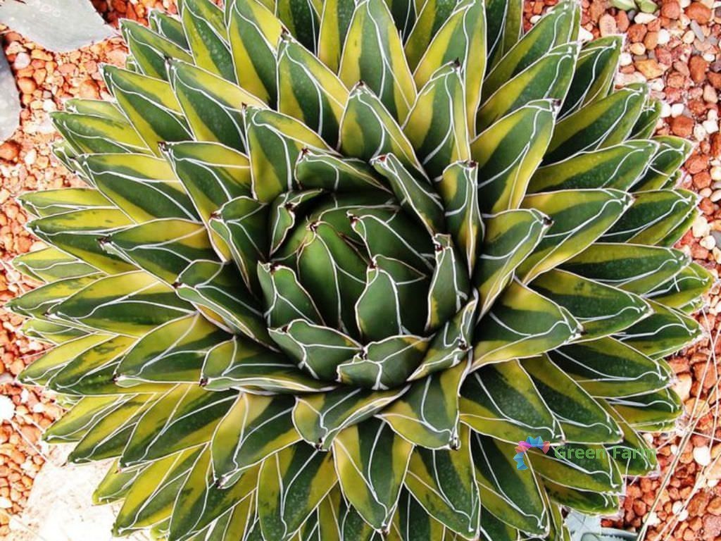 Queen Victoria Royal Agave Cold Hardy Succulent — 20 Seeds
