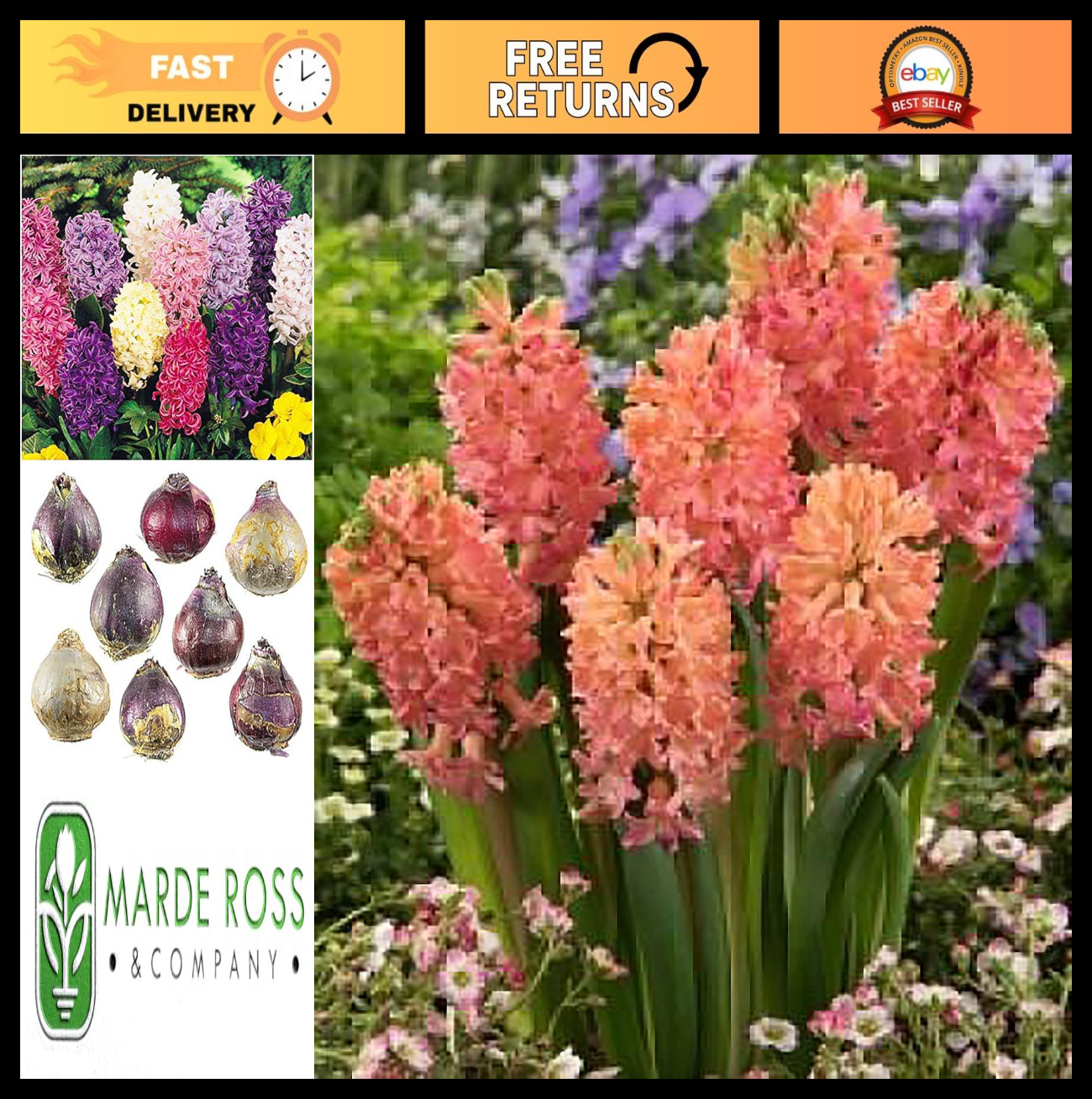 Hyacinth Bulbs (10-Pack) - Fragrant Flowers for Garden & Hom...