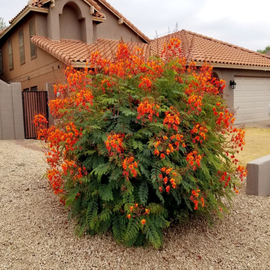 Mexican Red Bird of Paradise Seeds (C. Pulcherrima) Dwarf Po...