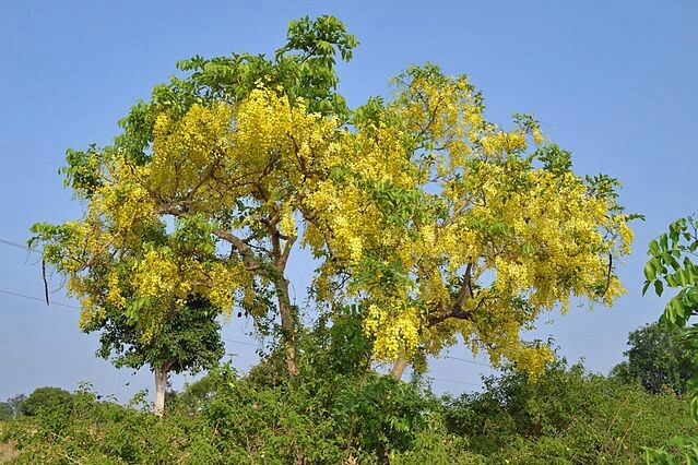 Golden Shower Tree Seeds - Cassia Fistula Variety