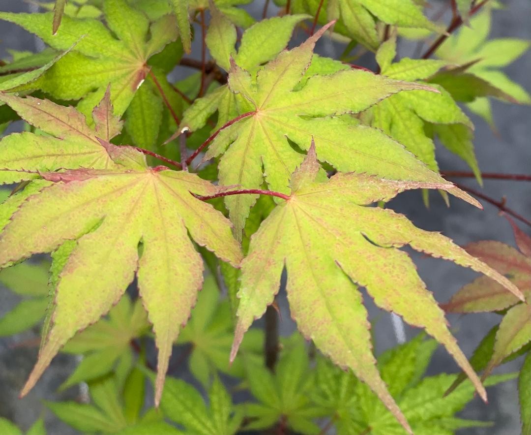 Acer Palmatum 'Amber Ghost' Japanese Maple