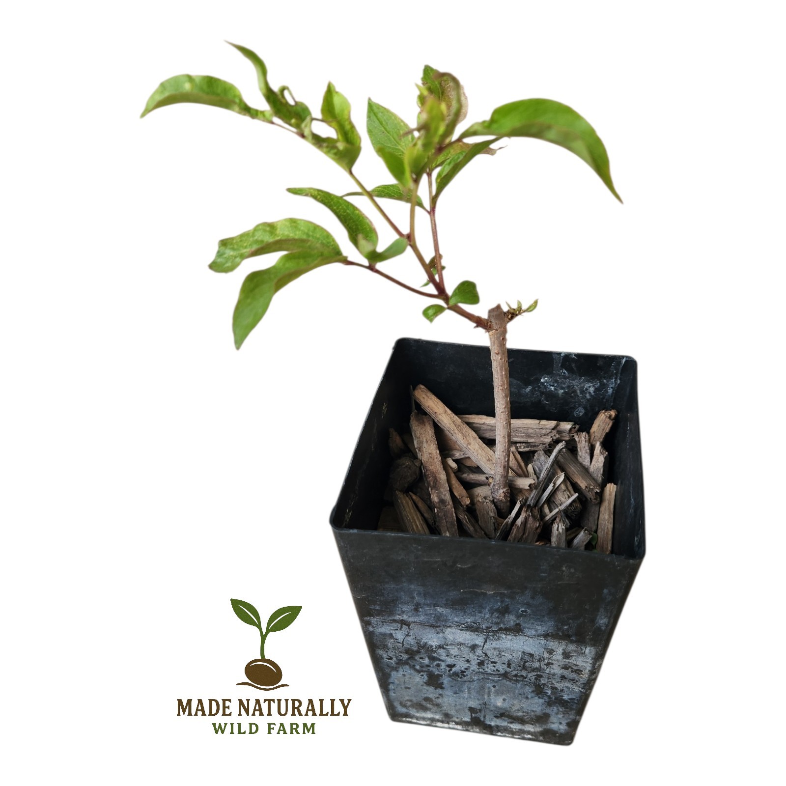 American Elderberry Tree Sambucus Canadensis Live Plant 6-10...