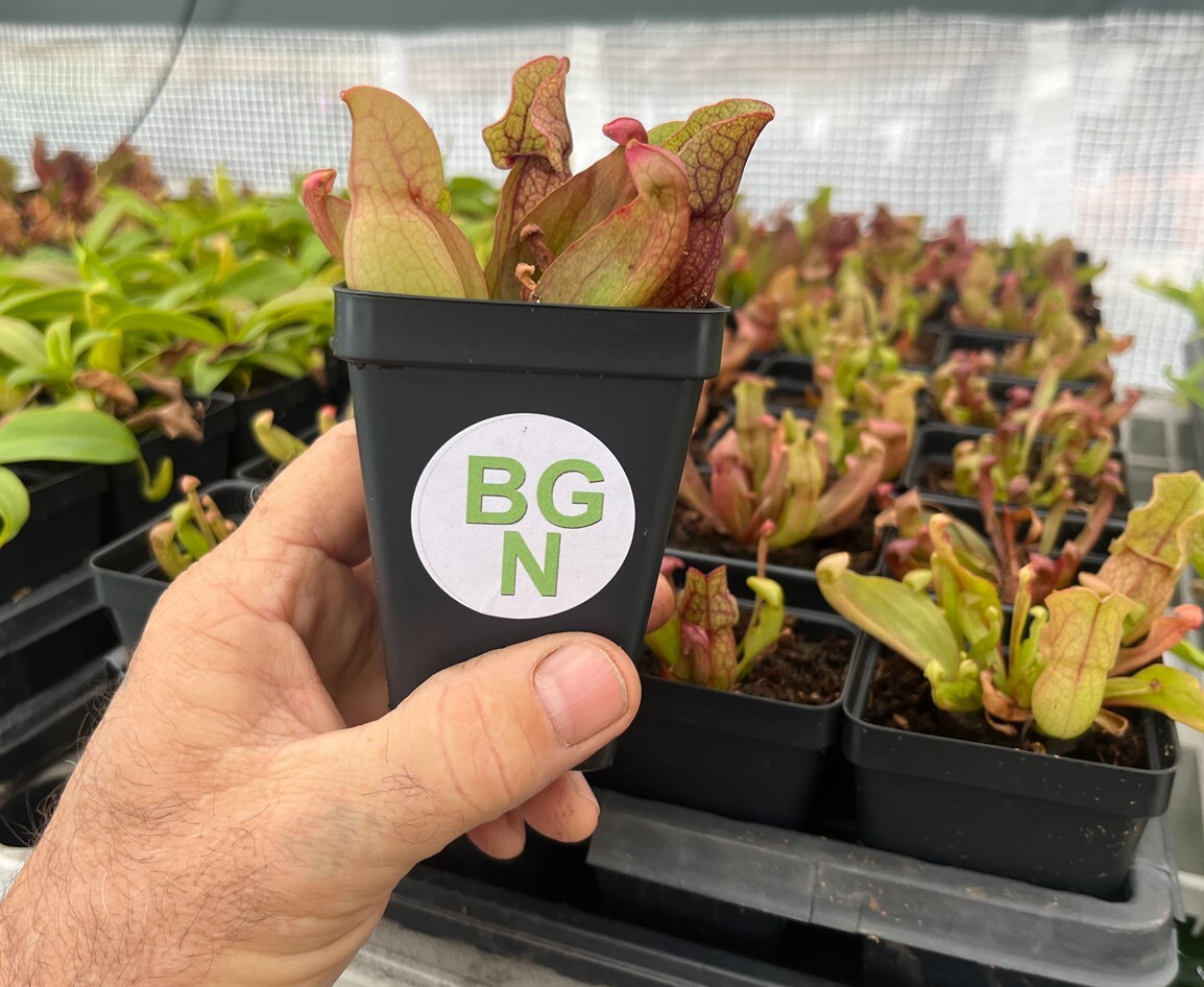 Sarracenia purpurea var. venosa (Purple Pitcher Plant)