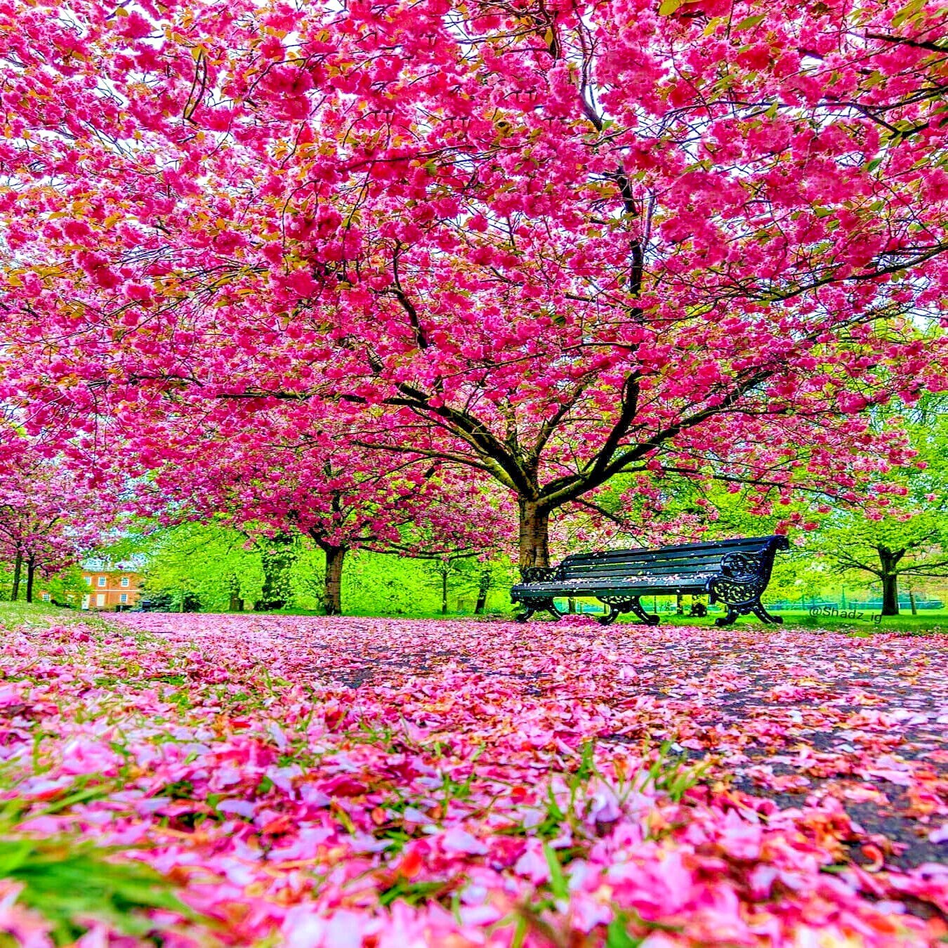 Sakura Cherry Blossom Tree Seeds (Prunus Sargentii)