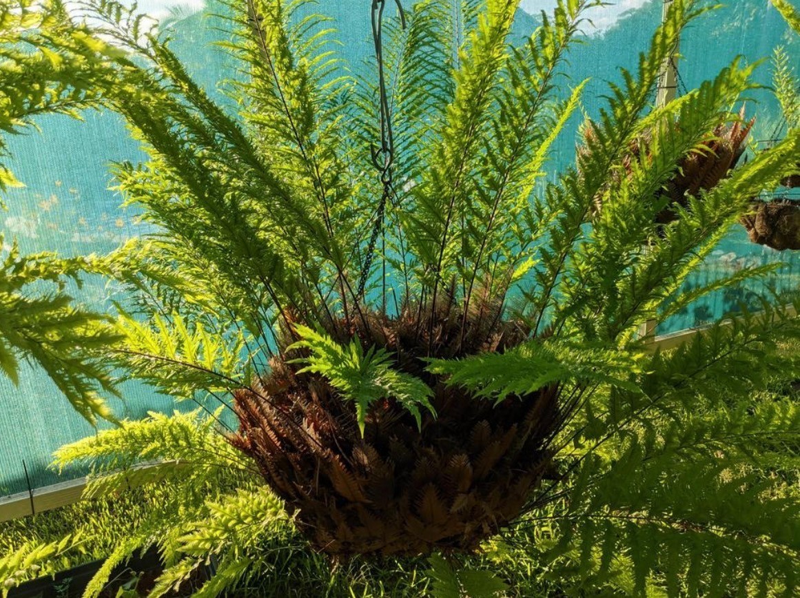 Drynaria Rigidula var. Whitei Size B Fern