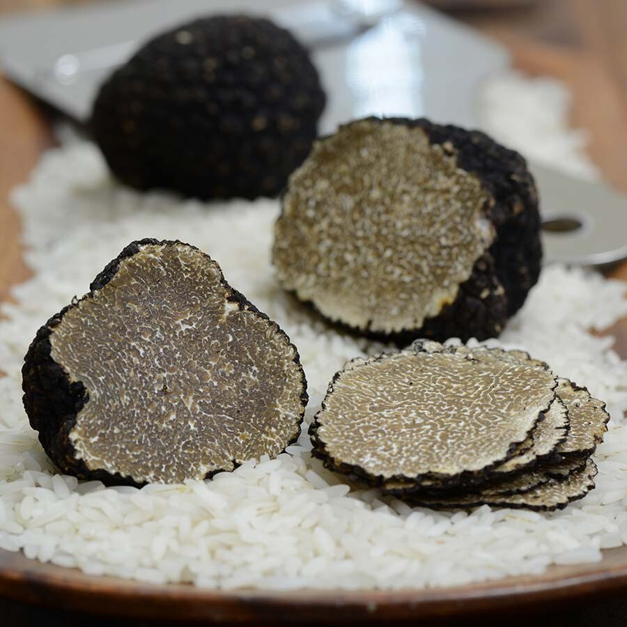 Black Truffle Mushrooms for Planting Mycelium Seeds (20g)