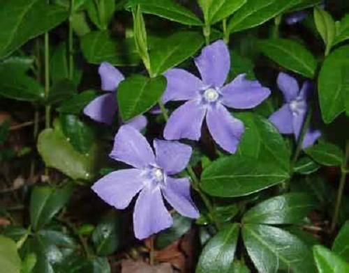 Creeping Myrtle Periwinkle Vinca Vines (Flowering Plants) -...