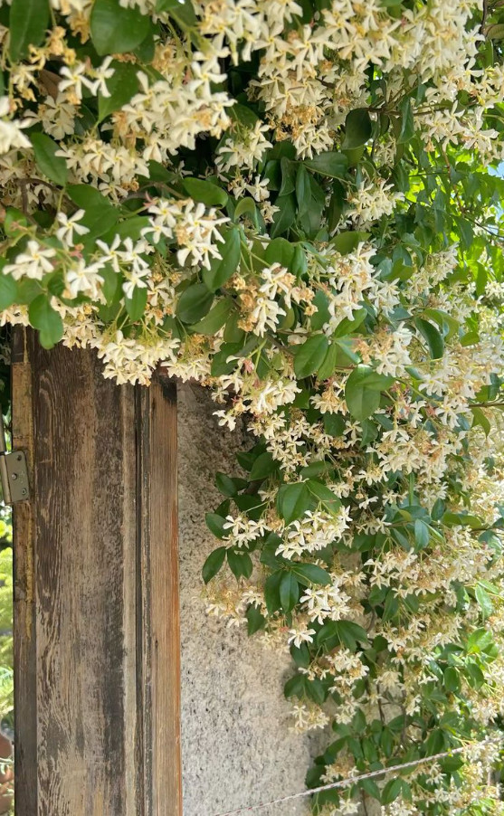 Star Jasmine Vine Live Plant - 1 Gallon Pot - Fragrant White...