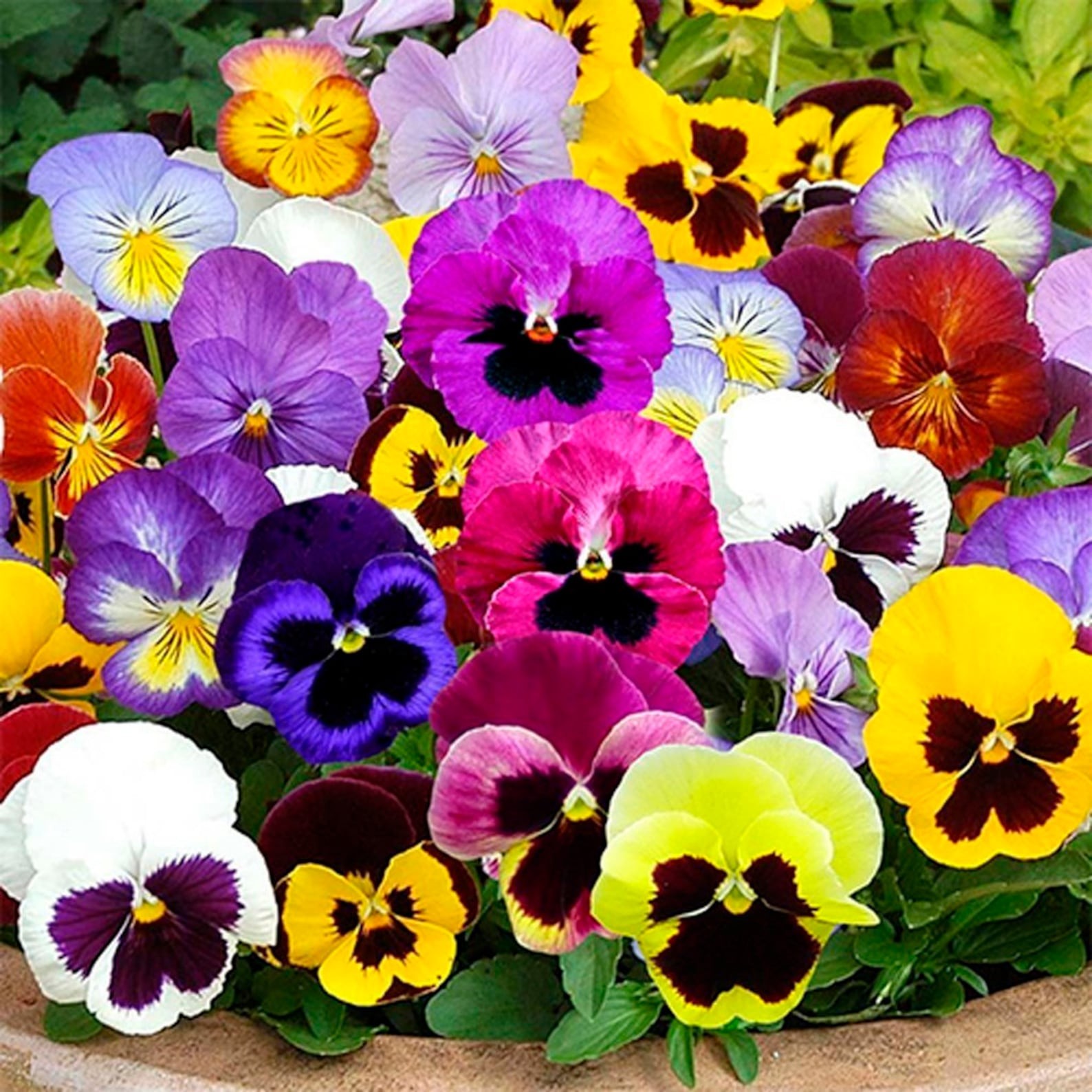 Swiss Giants Pansy Seed Mix Viola Wittrockiana