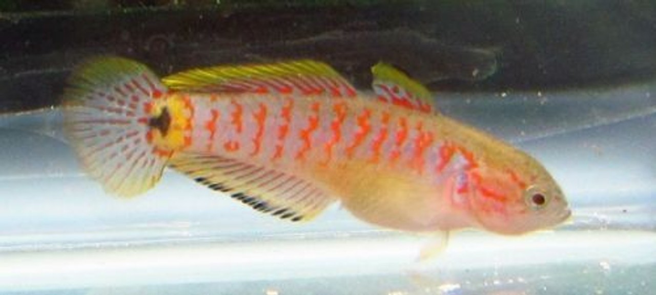 Peacock Gudgeon Goby Live Fish Tank
