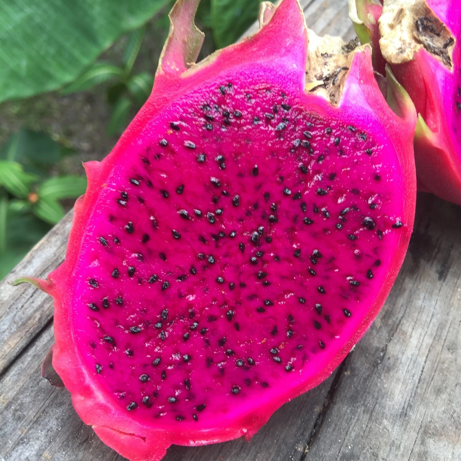 Red Dragon Fruit Seeds (Hylocereus Undatus) - Rare & Rarer