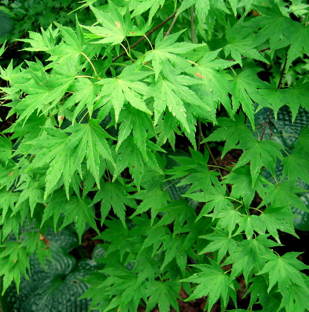 Japanese Maple Acer Palmatum Tree Seeds