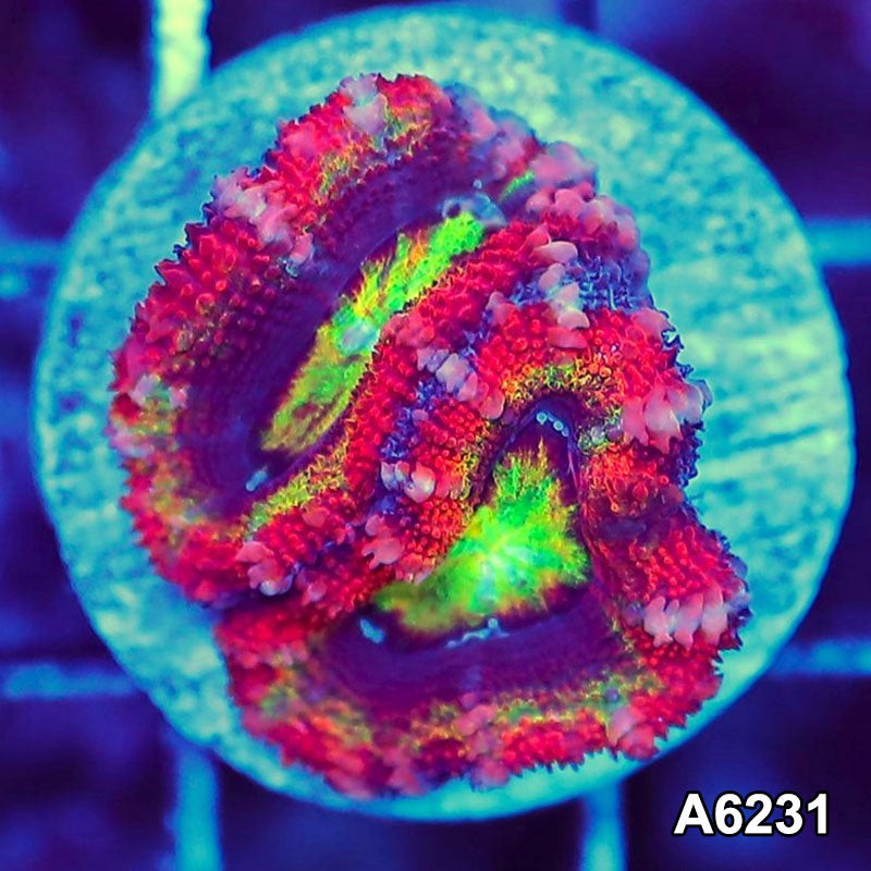WYSIWYG Aussie Rainbow Acan Lord Fragrance Spray