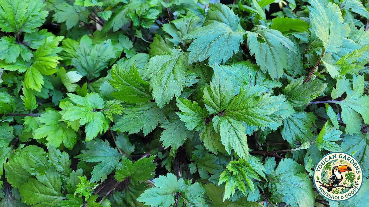 Japanese Ashitaba Angelica Keiskei Rooted Plant