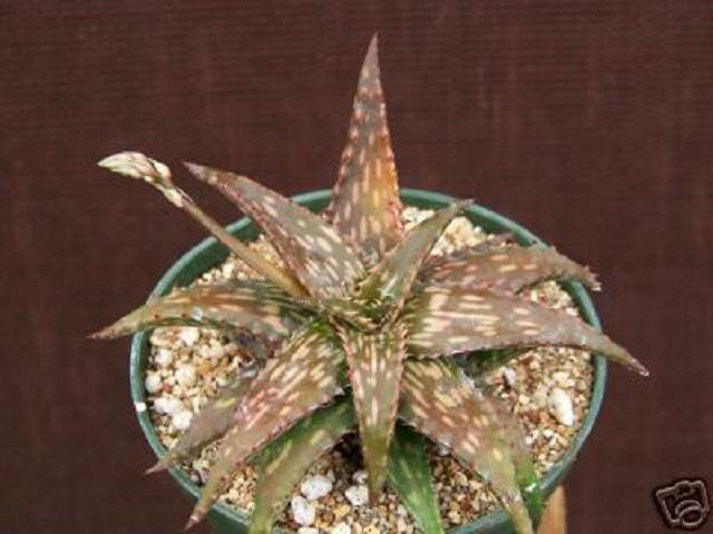 Aloe Jucunda Exotic Rare Succulent Cactus 4"